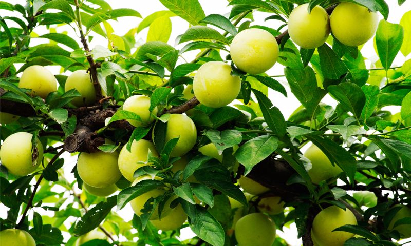 九游电竞平台官网案例展示二